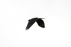 Buteo plagiatus