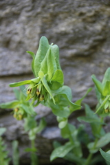 Cerinthe glabra