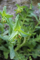 Cerinthe glabra