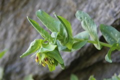 Cerinthe glabra
