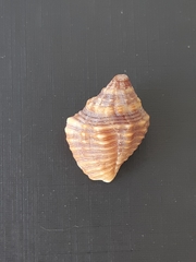 Gemophos auritulus
