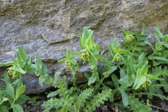 Cerinthe glabra