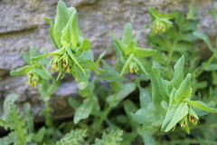 Cerinthe glabra