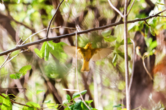 Setophaga petechia