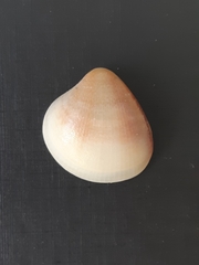 Bivalvia