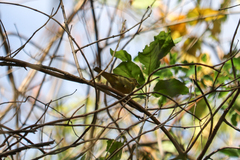 Setophaga petechia