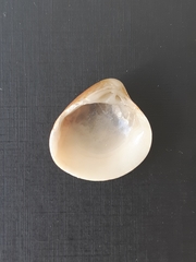 Bivalvia