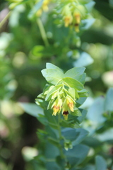 Cerinthe minor