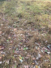 Microstegium vimineum