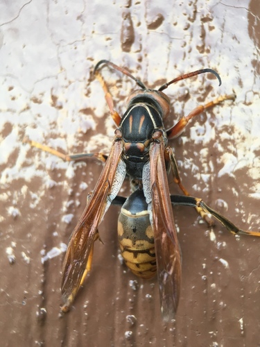 Dark-waisted Paper Wasp photo 3