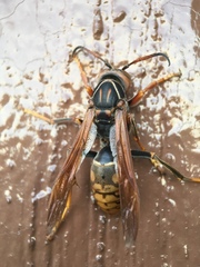 Polistes jokahamae