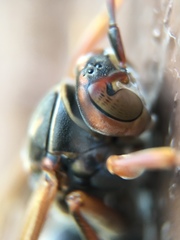 Polistes jokahamae