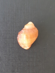 Gemophos auritulus