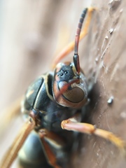 Polistes jokahamae