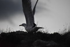 Larus
