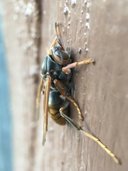 Polistes jokahamae