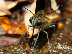 Graphium sarpedon nipponum