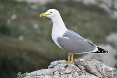 Larus michahellis