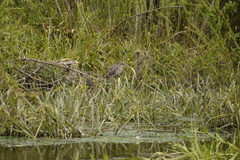 Nycticorax nycticorax obscurus