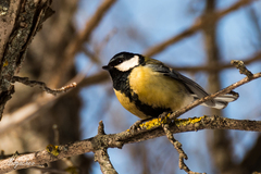 Parus major