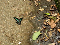 Graphium sarpedon nipponum
