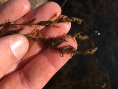 Hydrocharitaceae