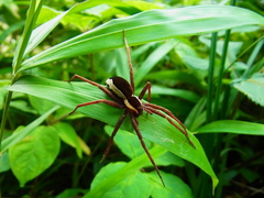 Dolomedes saganus