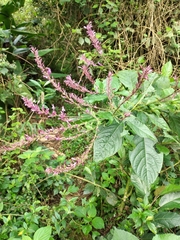 Odontonema callistachyum