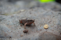 Hypopachus
