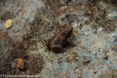 Hypopachus