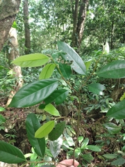 Stenanona migueliana