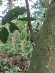 Stenanona migueliana