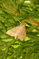 Udea fulvalis