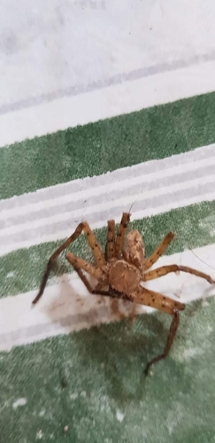 Pantropical Huntsman Spider (Heteropoda venatoria)