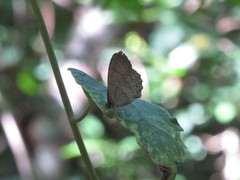 Paryphthimoides poltys