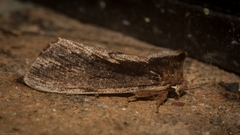 Hylaeora capucina