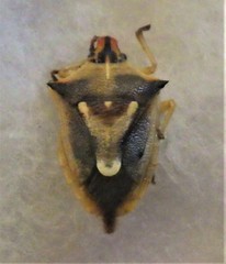 Tylospilus chilensis