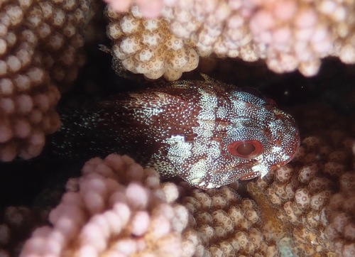 Darkspotted scorpionfish (Sebastapistes tinkhami) — Scorpaenidae
