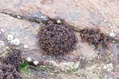 Gelidium pristoides