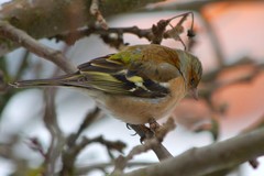 Fringilla coelebs