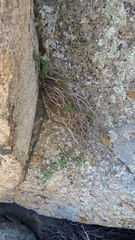 Ericameria cuneata spathulata