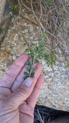 Ericameria cuneata spathulata