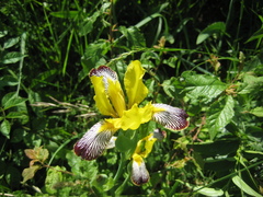 Iris variegata