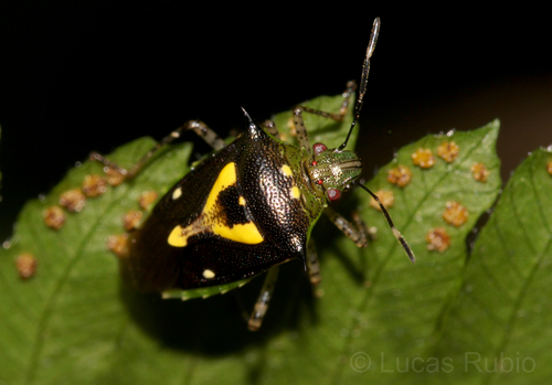 Mormidea ypsilon photo 3