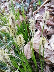 Carex umbrosa