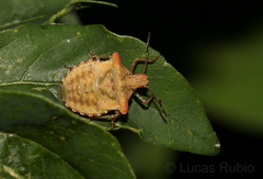Euschistus cornutus