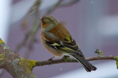 Fringilla coelebs