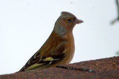Fringilla coelebs