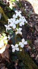 Cardamine trifolia