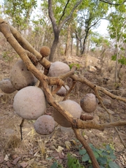 Detarium microcarpum